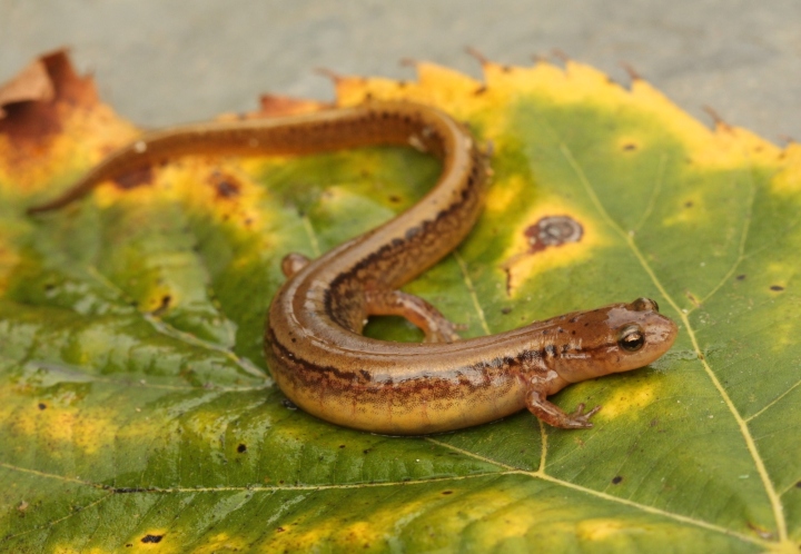 Two-lined Salamander